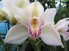 399_2011051501_Paradise_Orchids